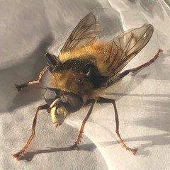 Criorhina