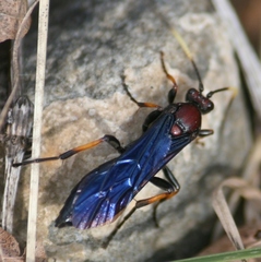 Ichneumon centrator
