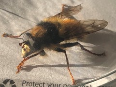 Criorhina