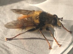 Criorhina