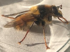 Criorhina
