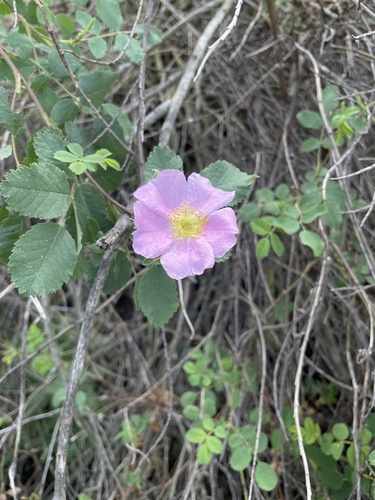 iNaturalist observation photo of California Wild Rose