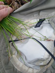 Carex communis communis