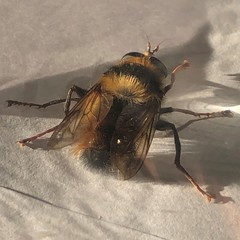 Criorhina