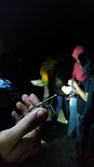 Stagmomantis domingensis