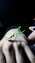 Stagmomantis domingensis