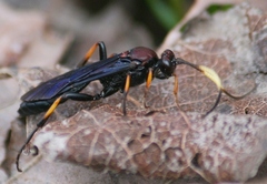 Ichneumon centrator