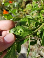 Aceria baccharipha
