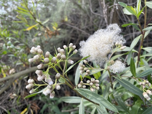 iNaturalist observation photo of mule fat