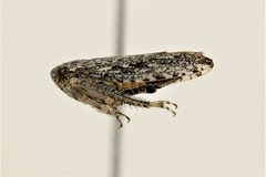 Phlepsanus