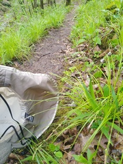 Carex communis communis