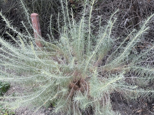 iNaturalist observation photo of California sagebrush