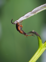 Calolabus chujoi