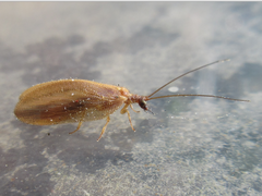 Hemerobius harmandinus