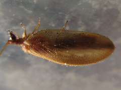 Hemerobius harmandinus