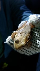 Eleutherodactylus inoptatus