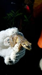 Eleutherodactylus inoptatus