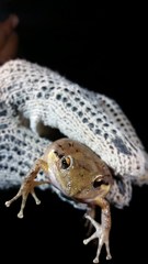 Eleutherodactylus inoptatus