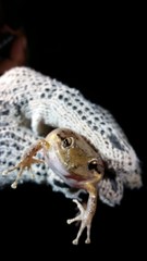 Eleutherodactylus inoptatus