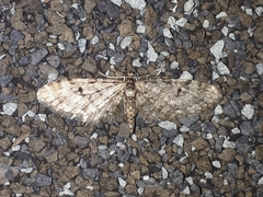 Eupithecia ravocostaliata