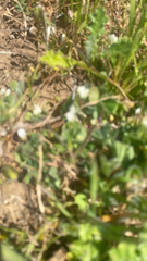 Trifolium subterraneum