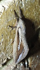 Abantiades labyrinthicus