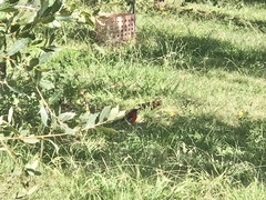 Platycercus elegans elegans