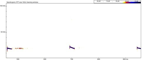 Big Free-tailed Bat