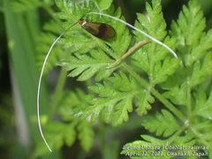 Nemophora albiantennella