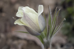 Pulsatilla orientali-sibirica