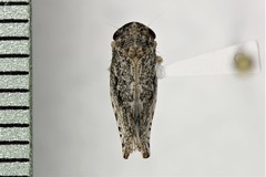 Phlepsanus