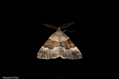 Pseudocoremia pergrata