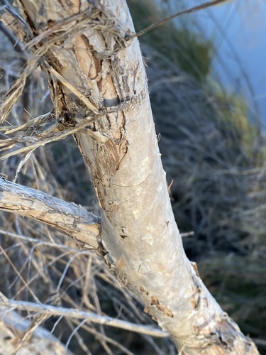 Image of Melaleuca alternifolia by (c) Greg Tasney, some rights reserved (CC BY-SA)