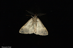 Pseudocoremia pergrata