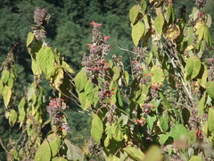 Colquhounia coccinea