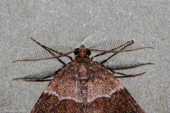Pseudocoremia pergrata