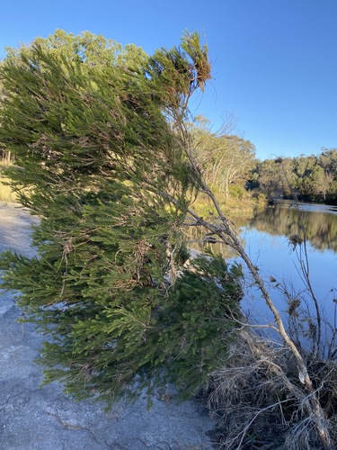 Melaleuca alternifolia