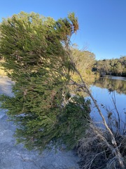 Melaleuca alternifolia