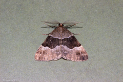Pseudocoremia pergrata