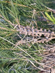 Melaleuca alternifolia