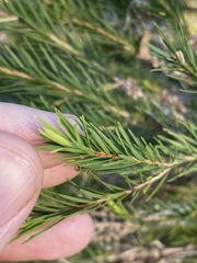 Melaleuca alternifolia
