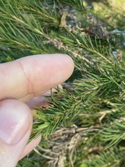 Melaleuca alternifolia