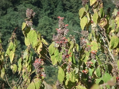 Colquhounia coccinea