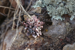 Dudleya abramsii calcicola