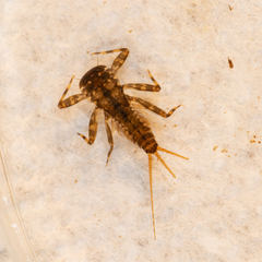 Maccaffertium modestum