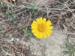 Amblyolepis setigera