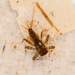 Maccaffertium modestum