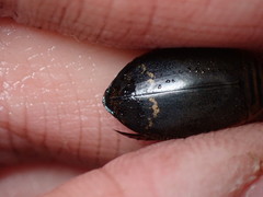 Acilius semisulcatus