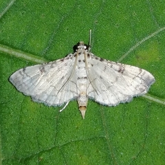 Lamprosema