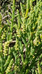 Arthroceras subterminale